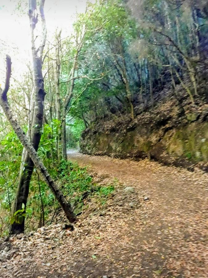 Un Paraiso En Tenerife Punta Del Hidalgo Exterior foto