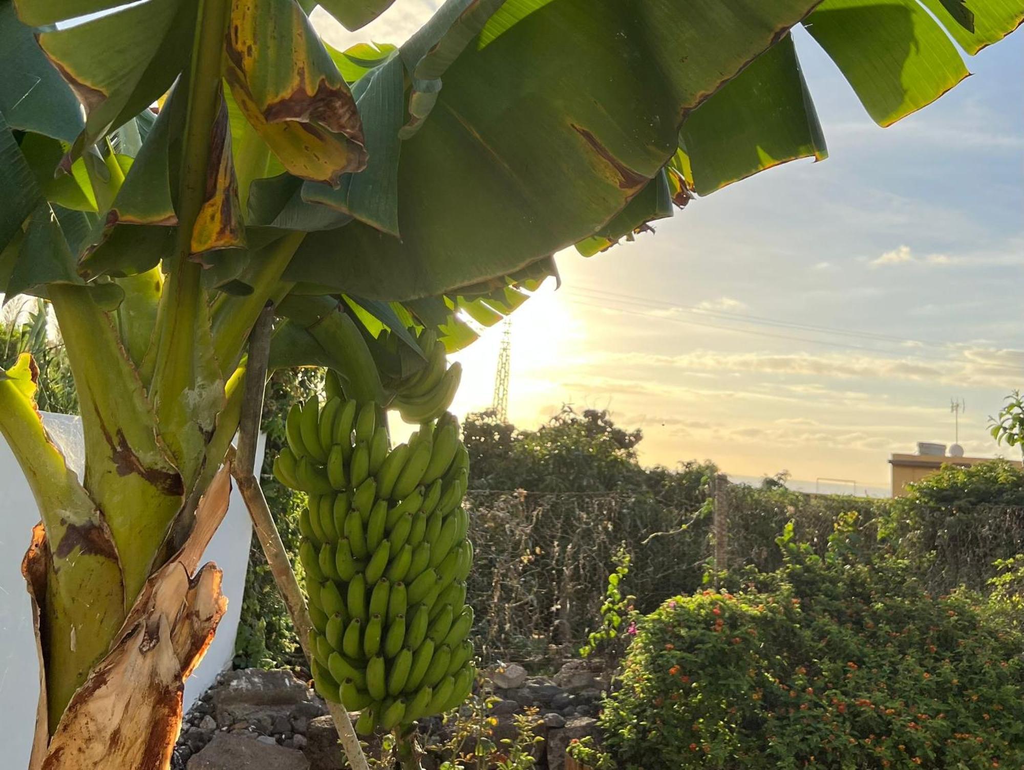 Un Paraiso En Tenerife Punta Del Hidalgo Exterior foto